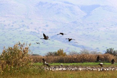 Kuzey İsrail 'de Hula Gölü kıyılarında büyük bir turna sürüsü var. 