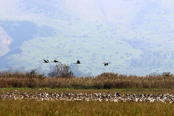 Grande Bando Guindastes Nas Margens Lago Hula Uma Reserva Nacional — Fotografia de Stock