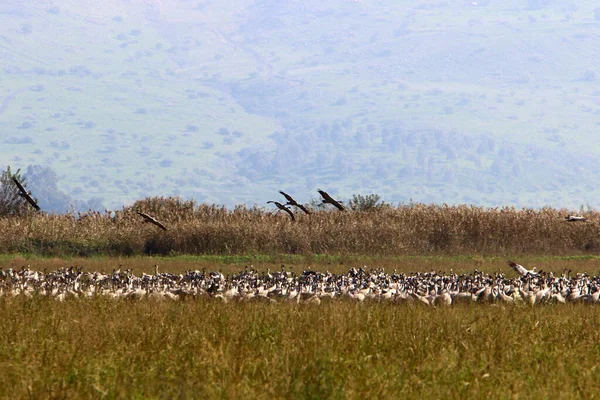 Grand Groupe Grues Sur Les Rives Lac Hula Dans Une — Photo