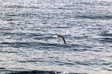 İsrail 'in kuzeyindeki Akdeniz üzerinde gökyüzünde uçan kuş 