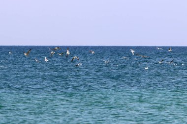 İsrail 'in kuzeyindeki Akdeniz üzerinde gökyüzünde uçan kuş 