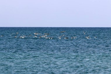 İsrail 'in kuzeyindeki Akdeniz üzerinde gökyüzünde uçan kuş 