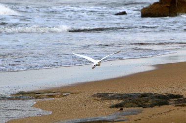 İsrail 'in kuzeyindeki Akdeniz üzerinde gökyüzünde uçan kuş 