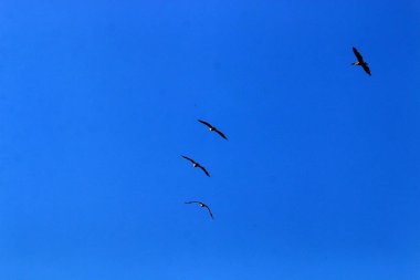 İsrail 'in kuzeyindeki Akdeniz üzerinde gökyüzünde uçan kuş 