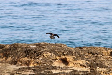 İsrail 'in kuzeyindeki Akdeniz üzerinde gökyüzünde uçan kuş 