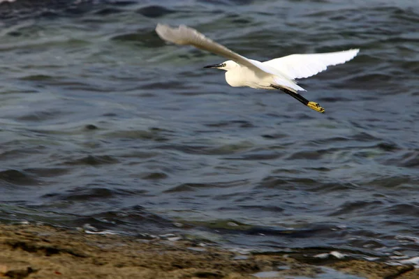 Bird Sky Mediterranean Sea Northern Israel — Stock Photo, Image