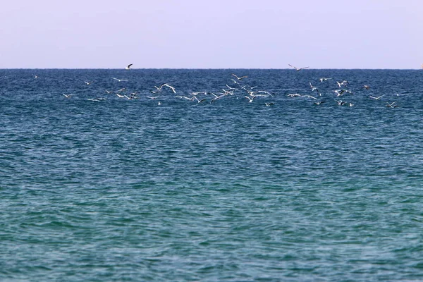 北イスラエルの地中海上空の鳥 — ストック写真