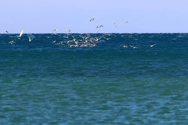 Oiseau Dans Ciel Dessus Mer Méditerranée Nord Israël — Photo