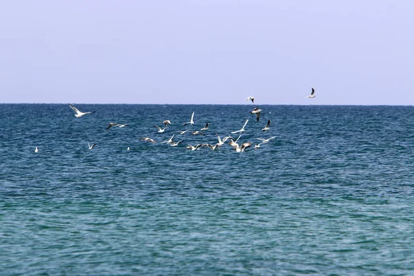 Ave Cielo Sobre Mar Mediterráneo Norte Israel — Foto de Stock