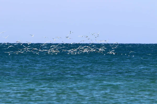 Oiseau Dans Ciel Dessus Mer Méditerranée Nord Israël — Photo
