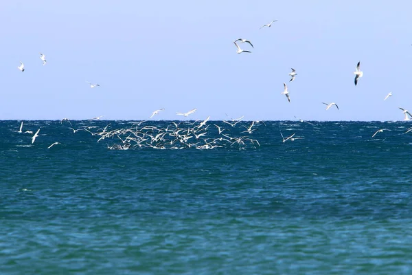 Ave Cielo Sobre Mar Mediterráneo Norte Israel — Foto de Stock