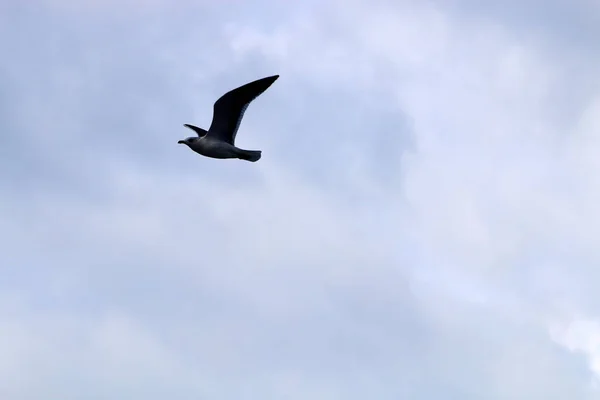 Fågel Himlen Över Medelhavet Norra Israel — Stockfoto