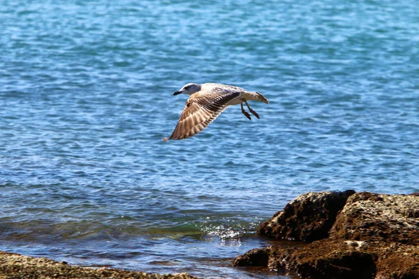 Oiseau Dans Ciel Dessus Mer Méditerranée Nord Israël — Photo