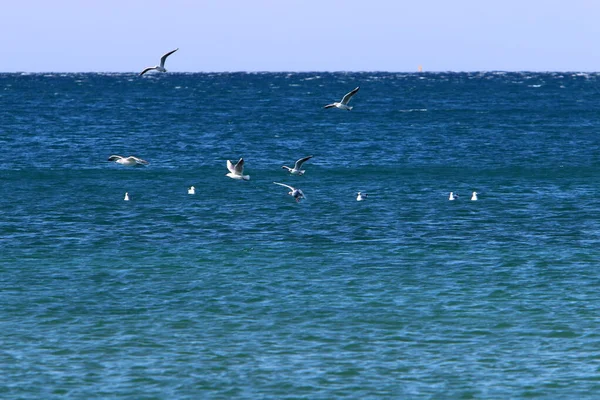 Птица Небе Над Средиземным Морем Севере Израиля — стоковое фото