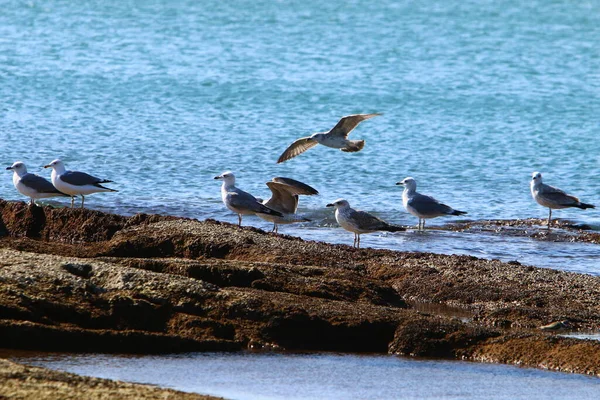 北イスラエルの地中海上空の鳥 — ストック写真