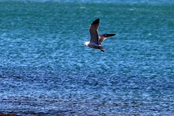 Ave Cielo Sobre Mar Mediterráneo Norte Israel — Foto de Stock