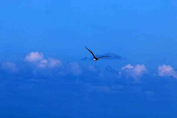 Bird Sky Mediterranean Sea Northern Israel — Stock Photo, Image