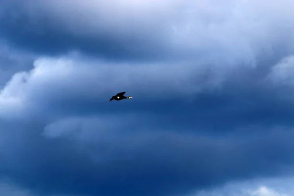 Bird Sky Mediterranean Sea Northern Israel — Stock Photo, Image