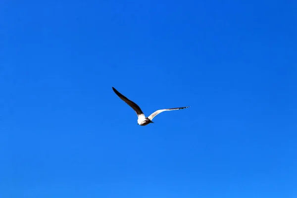 Bird Sky Mediterranean Sea Northern Israel — Stock Photo, Image