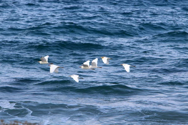 Pássaro Céu Sobre Mar Mediterrâneo Norte Israel — Fotografia de Stock