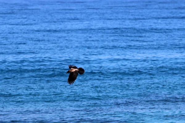 Ptak Niebie Nad Morzem Śródziemnym Północnym Izraelu — Zdjęcie stockowe