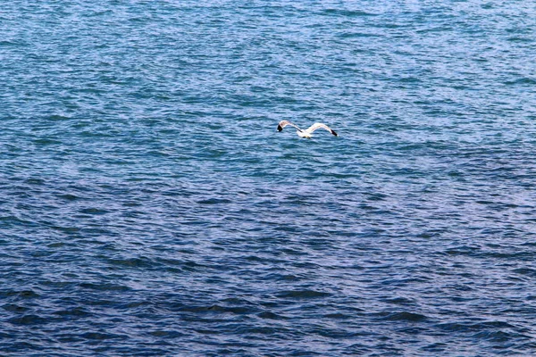 Ave Cielo Sobre Mar Mediterráneo Norte Israel — Foto de Stock