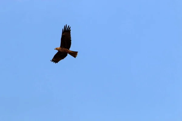 Ave Cielo Sobre Mar Mediterráneo Norte Israel — Foto de Stock