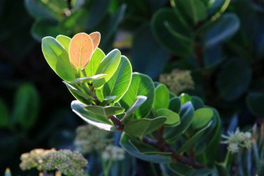 Kuzey İsrail 'de Aralık ayında bir şehir parkındaki ağaçlarda renkli yapraklar 