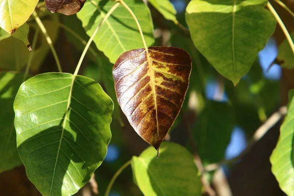 Hojas Colores Los Árboles Parque Ciudad Diciembre Norte Israel —  Fotos de Stock