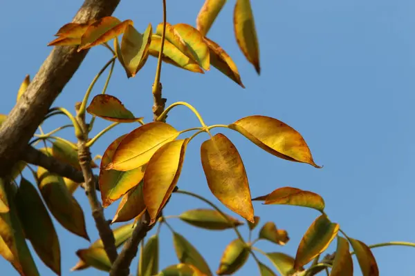 Hojas Colores Los Árboles Parque Ciudad Diciembre Norte Israel —  Fotos de Stock