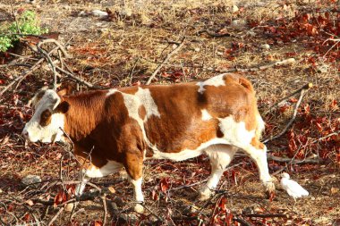 Kuzey İsrail 'de bir ormanda boğalar ve inekler otluyor. Boğa, 2021 yılının bir sembolü. 