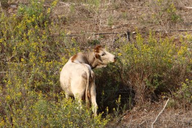 Kuzey İsrail 'de bir ormanda boğalar ve inekler otluyor. Boğa, 2021 yılının bir sembolü. 