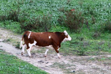 Kuzey İsrail 'de bir ormanda boğalar ve inekler otluyor. Boğa, 2021 yılının bir sembolü. 