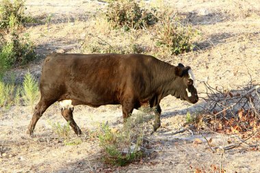 Kuzey İsrail 'de bir ormanda boğalar ve inekler otluyor. Boğa, 2021 yılının bir sembolü. 