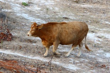 Kuzey İsrail 'de bir ormanda boğalar ve inekler otluyor. Boğa, 2021 yılının bir sembolü. 