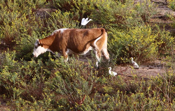 Stieren Koeien Grazen Een Bos Het Noorden Van Israël Stier — Stockfoto