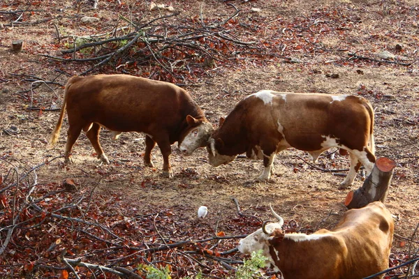 Touros Vacas Pastam Uma Clareira Florestal Norte Israel Touro Símbolo — Fotografia de Stock