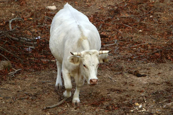 Touros Vacas Pastam Uma Clareira Florestal Norte Israel Touro Símbolo — Fotografia de Stock