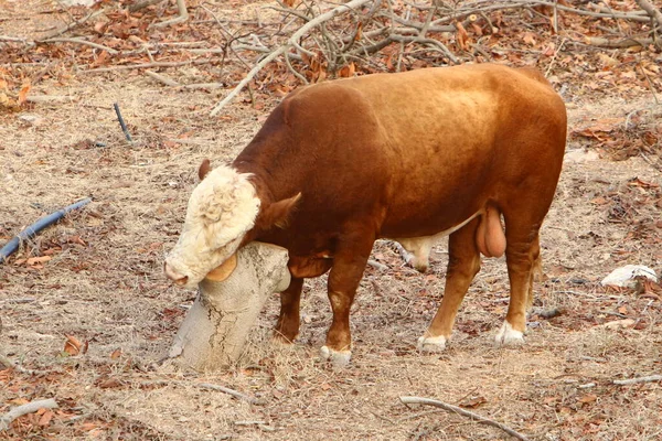 Býci Krávy Pasou Lesní Mýtině Severním Izraeli Býk Symbolem Nadcházejícího — Stock fotografie