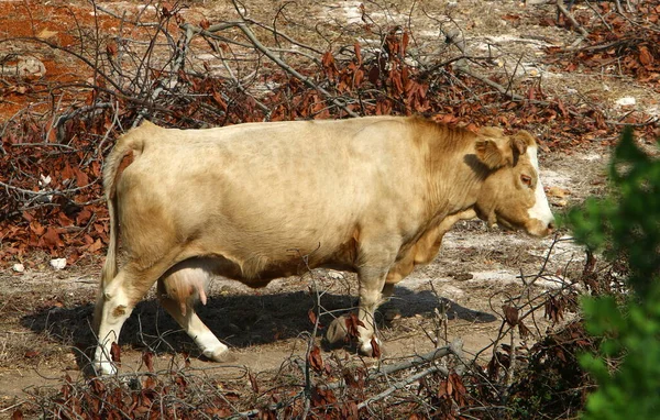 在以色列北部的一片森林里 公牛和奶牛正在吃草 公牛是即将到来的2021年的象征 — 图库照片