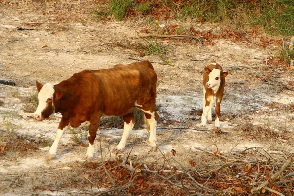 Býci Krávy Pasou Lesní Mýtině Severním Izraeli Býk Symbolem Nadcházejícího — Stock fotografie