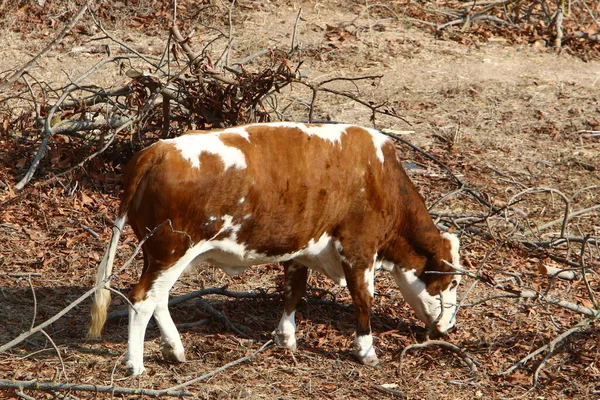 Tori Mucche Pascolano Una Radura Forestale Nel Nord Israele Toro — Foto Stock