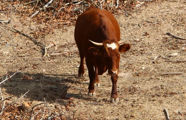 Toros Vacas Pastan Claro Bosque Norte Israel Toro Símbolo Del —  Fotos de Stock