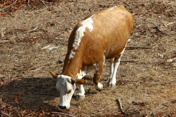 Touros Vacas Pastam Uma Clareira Florestal Norte Israel Touro Símbolo — Fotografia de Stock