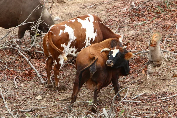 Touros Vacas Pastam Uma Clareira Florestal Norte Israel Touro Símbolo — Fotografia de Stock