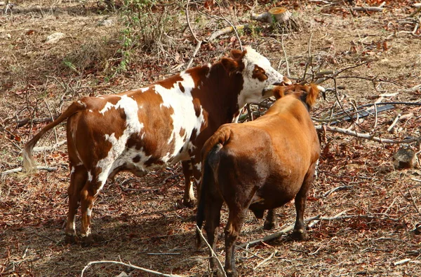 Des Taureaux Des Vaches Paissent Dans Une Clairière Forestière Nord — Photo
