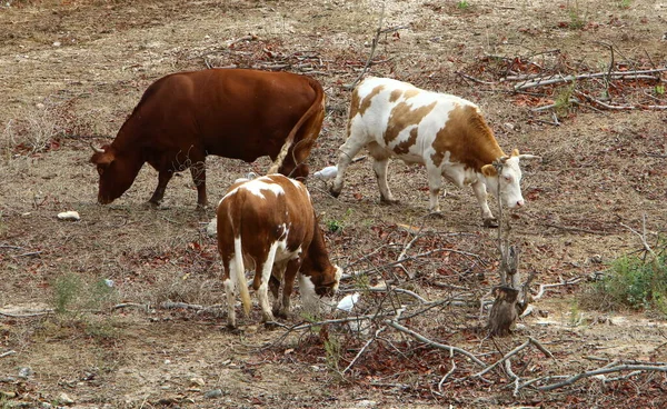 Toros Vacas Pastan Claro Bosque Norte Israel Toro Símbolo Del —  Fotos de Stock