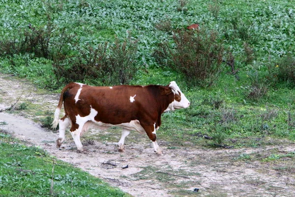 Byki Krowy Pasą Się Leśnej Polanie Północnym Izraelu Byk Jest — Zdjęcie stockowe