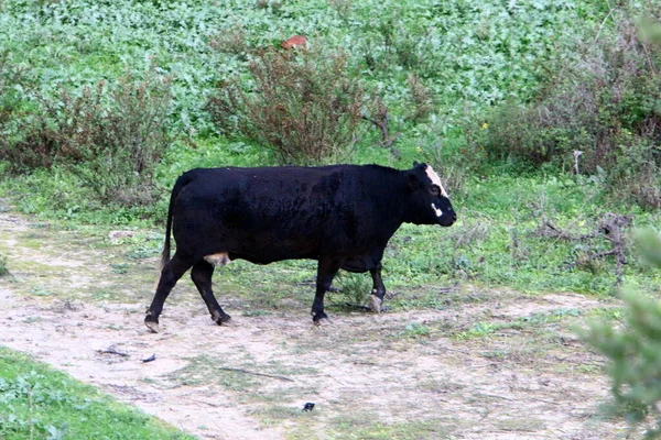 Tori Mucche Pascolano Una Radura Forestale Nel Nord Israele Toro — Foto Stock