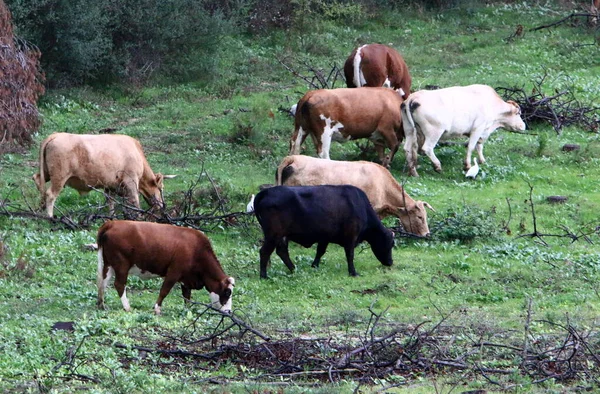 Stiere Und Kühe Grasen Auf Einer Waldlichtung Norden Israels Der — Stockfoto